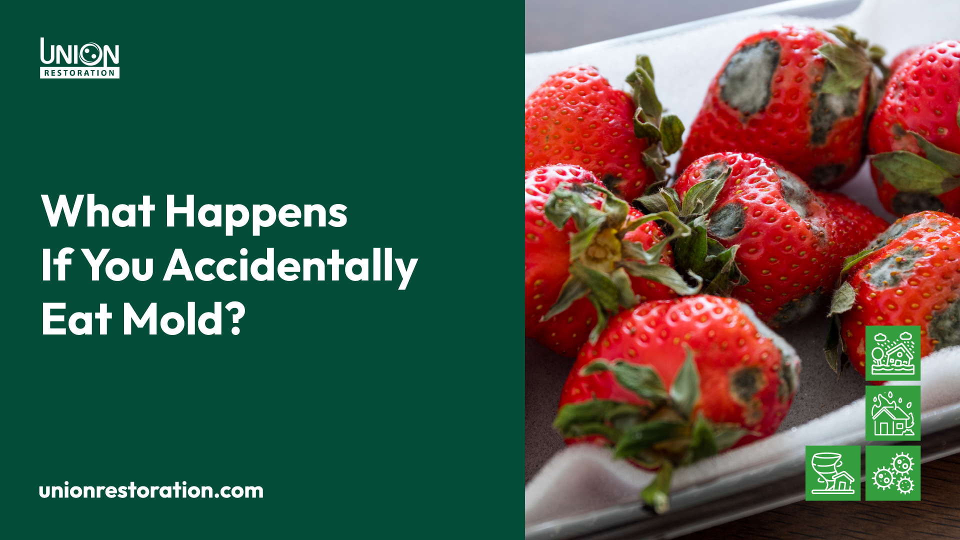 What Happens If You Accidentally Eat Mold?